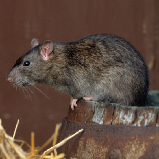 Isotronic kártevő és rovar riasztó variálható frekvenciával GL55646