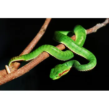 Fekete terrárium izzó A60 60W E27 Helios NOC2172