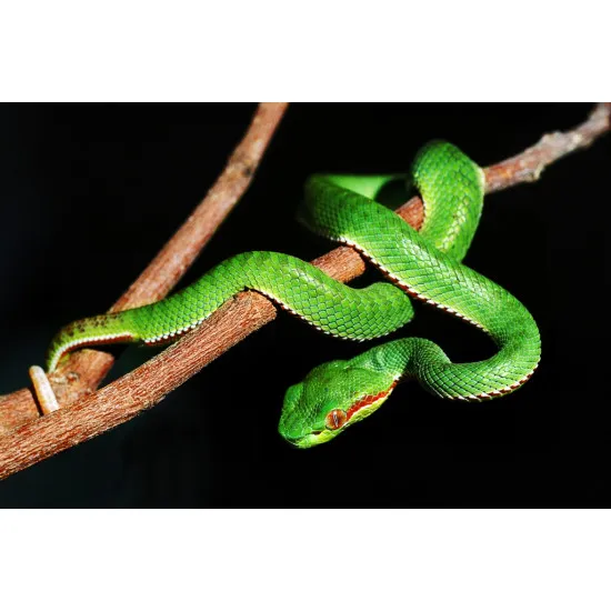 Fekete terrárium izzó A60 60W E27 Helios NOC2172